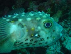 porkupine Puffa shot on a safty stop, Sony P12, Jackfish ... by Andy (Buzz) Coles 